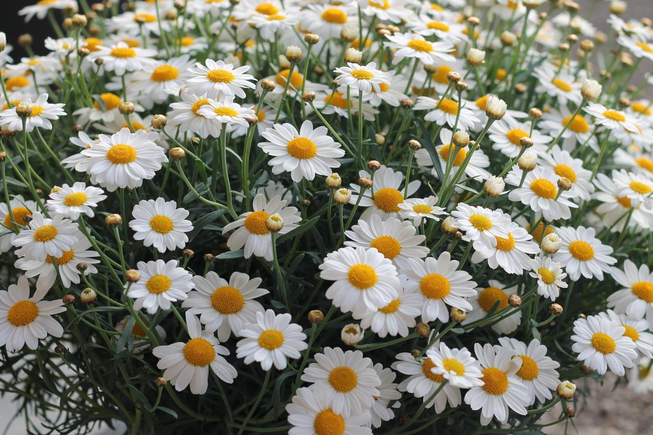 De Perenboom Belsele